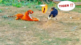 Fake Tiger & Real Dogs So Funny - Try Not To Laugh 😅 || 03 || 🐯🐶