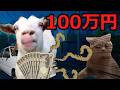【猫ミーム】100万円GETした占い師！！【前編】