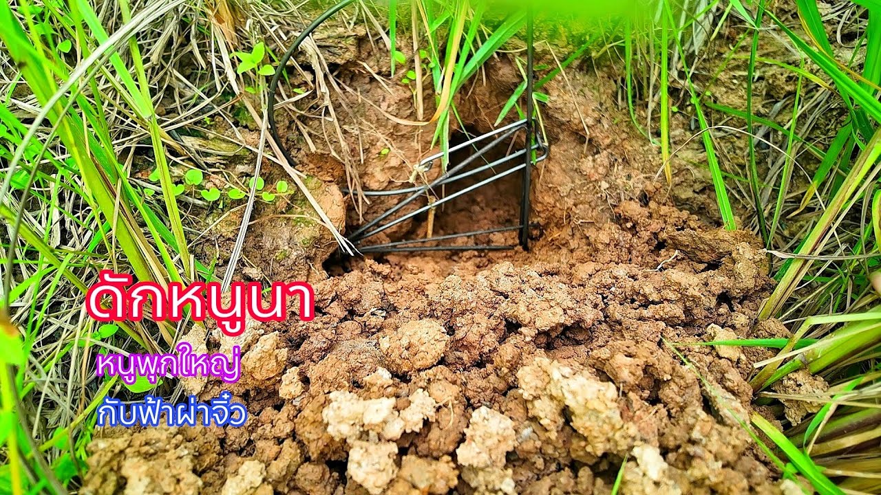 โดนจนได้หาหนูนาช่วงข้าวเหลือง ด้วยกับฟ้าผ่า