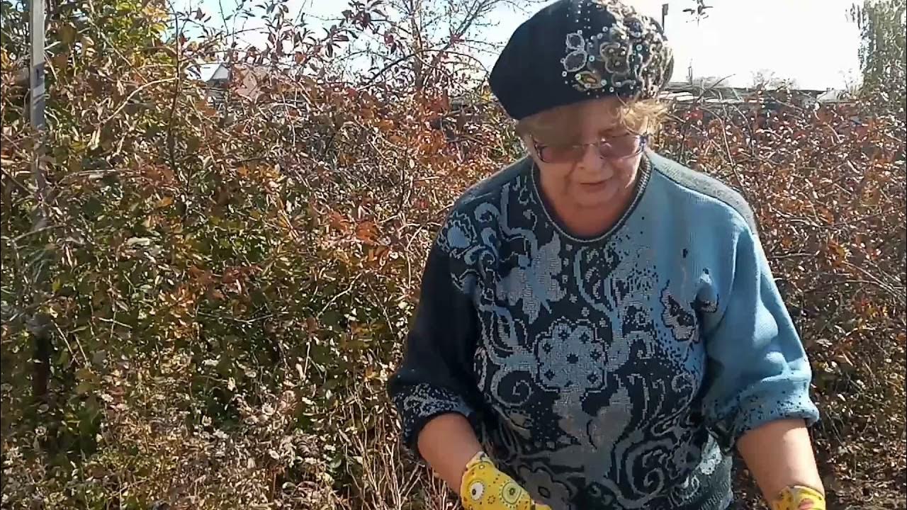 Когда обрезать лапчатку кустарниковую