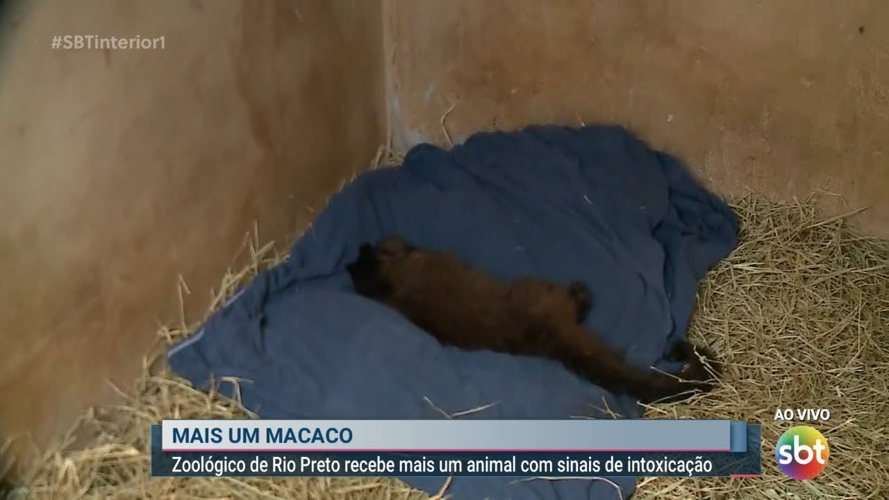 Sagui vendido ilegalmente é resgatado em Santos 