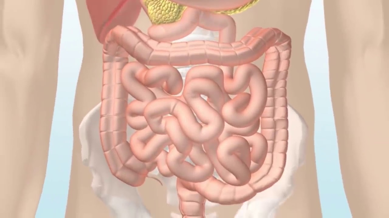 How the Digestive System Works - YouTube