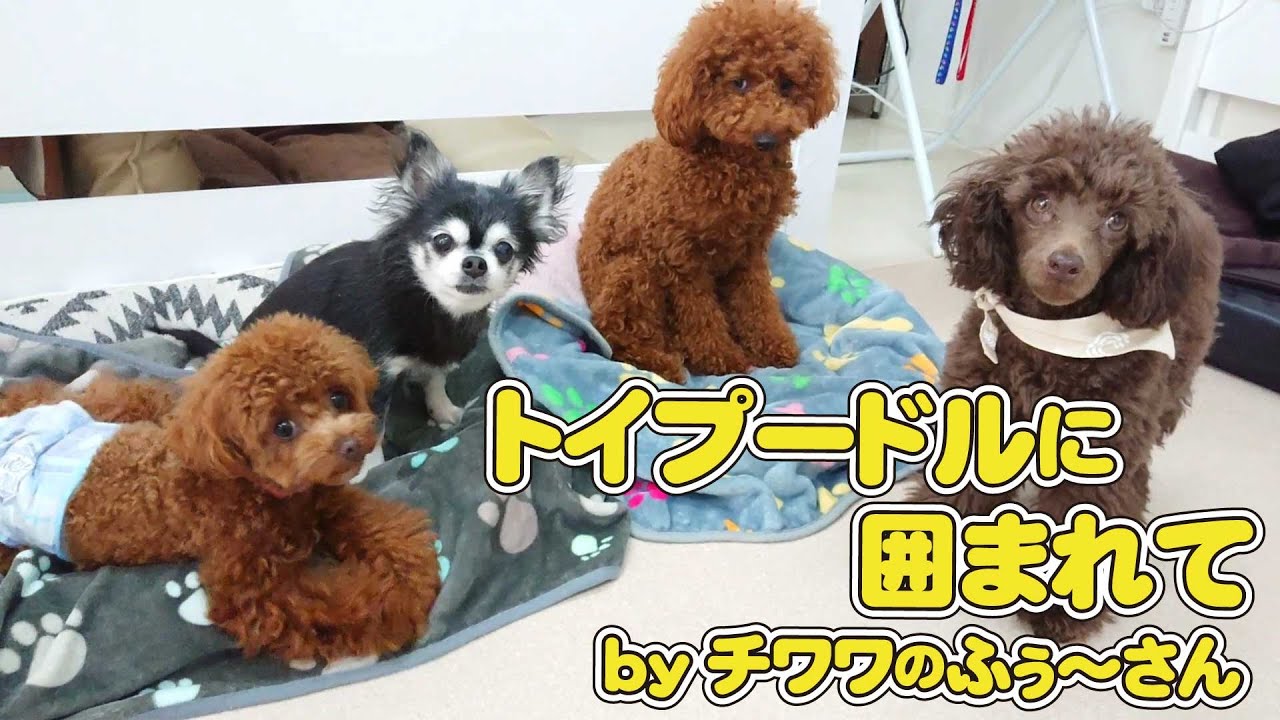 トイプードルに囲まれて Byチワワのふぅ さん ひみつきちなう 2 チワワ トイプードル イタリアングレーハウンド ミックス犬 ビションフリーゼ マルチーズ 22年3月24日 Youtube