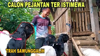 CALON PEJANTAN KAMBING ETAWA || TRAH SAWUNGGALIH