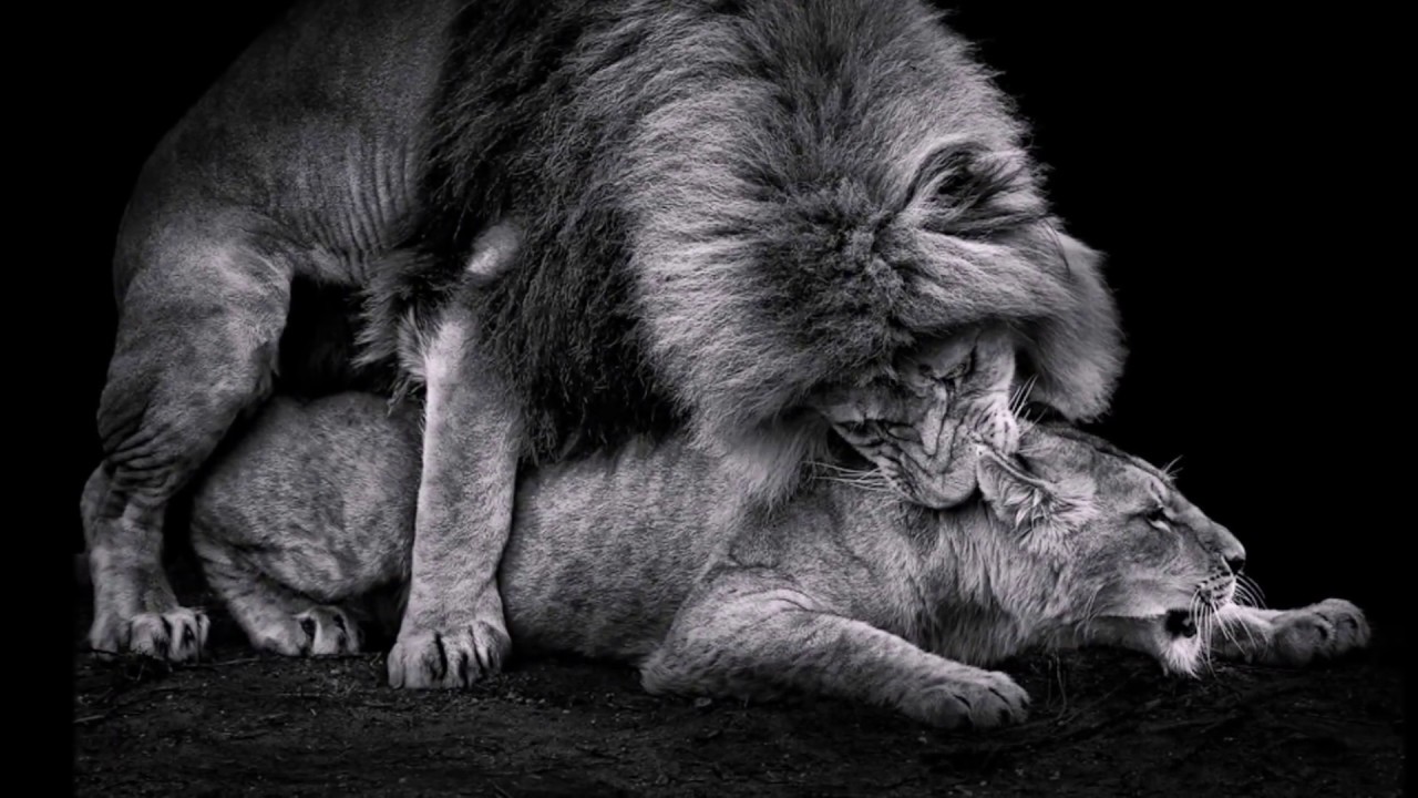Лев и львица картинки черно белые любовь
