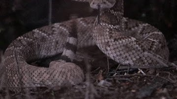 Close encounter with diamondback Rattlesnake