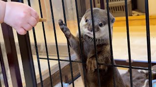 An otter is now able to hand food her baby! by ma ko 9,651 views 3 weeks ago 4 minutes, 21 seconds