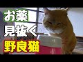 勘のいいガキは嫌いだよ【野良猫】