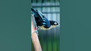 RAMBATAN DORAEMON GACOR