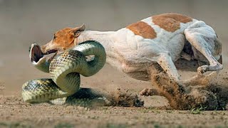 देखिए जब कुत्ते ने कोबरा साँप से बदला लिया तो 12 Crazy Animal Battles FILMED ON CAMERA