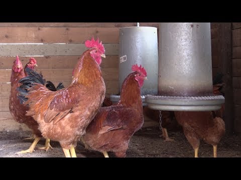 Video: Polli Da Carne: Malattie E Loro Prevenzione
