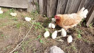инкубационная курица в тайне от нас  вывела 12 цыплят