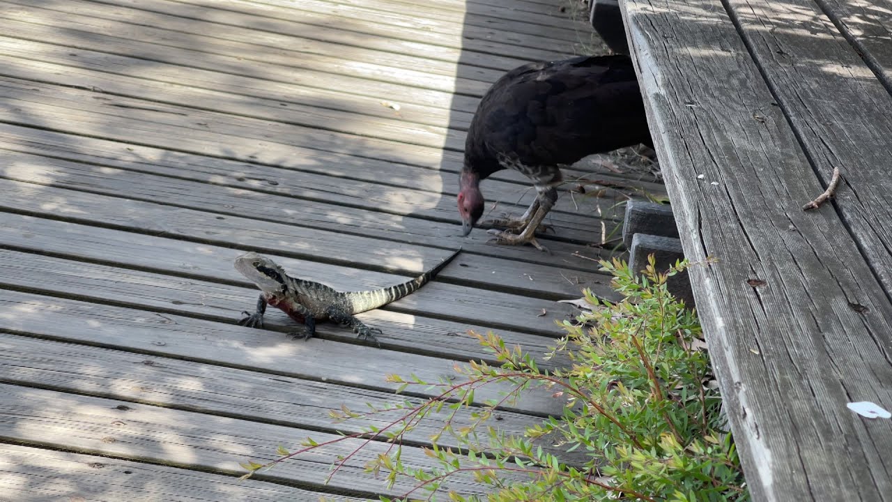 Eastern Water Dragon defending its tail from an Australian Brush turkey