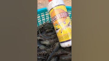 [Nuôi tôm công nghệ cao] Xử lý nấm đồng tiền trong ao nuôi tôm