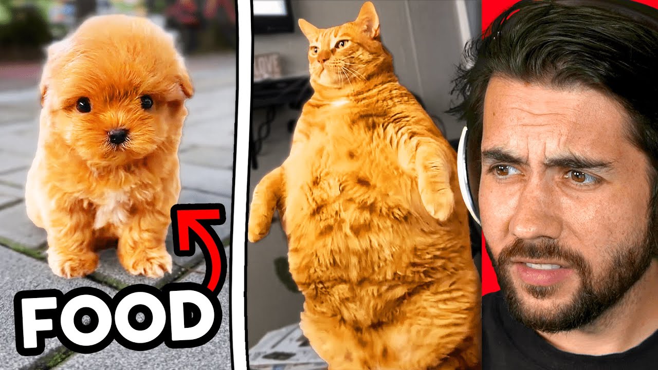 The Most EXPENSIVE Pets On Tik Tok!