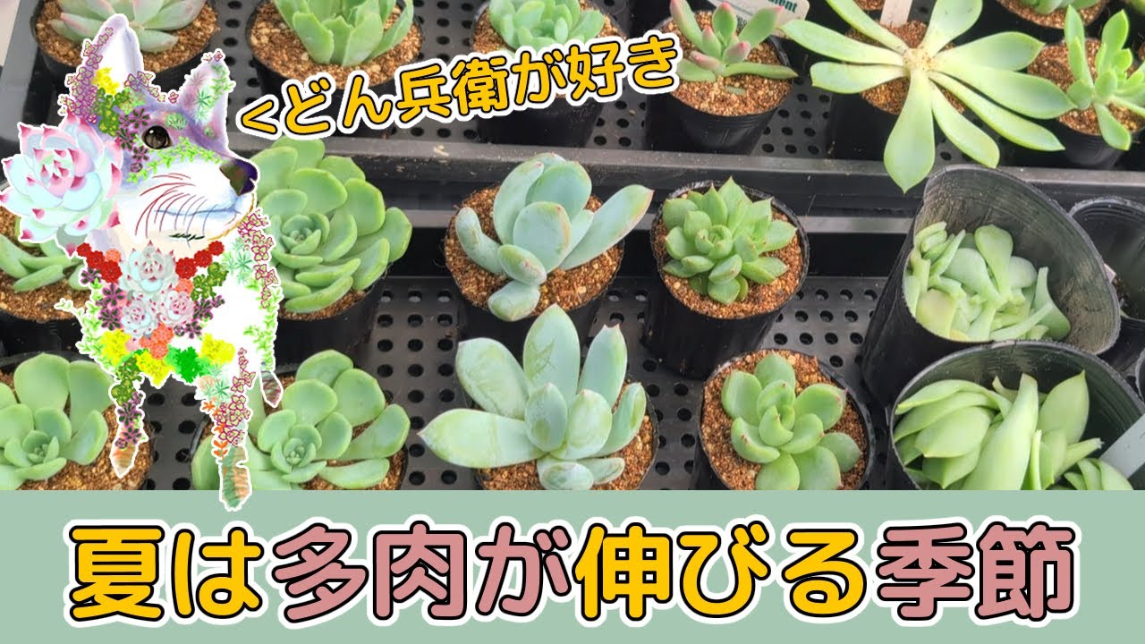 巨大化多肉の収穫と植えつけ - YouTube