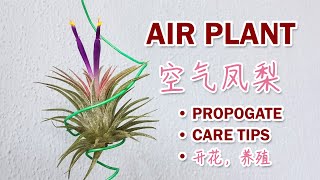 Air Plant Propagate 【Care Tips】 空气凤梨 【开花】 养殖