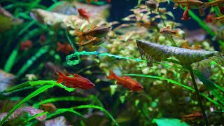 Brilliant Cherry Barb Fish