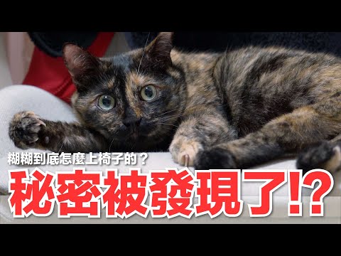 【好味小姐】秘密被發現了！？糊糊到底怎麼上椅子的？｜好味貓日常165