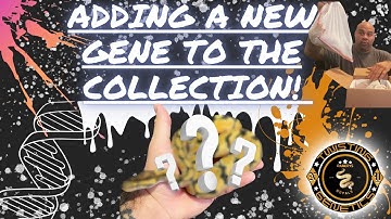 NEW PICK UP: Ball Python Unboxing! #ballpython #snake #reptiles