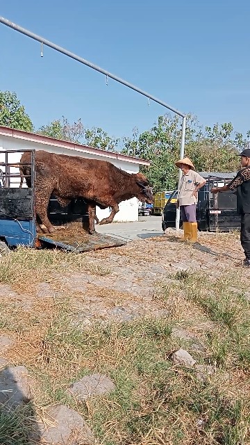 sapi bulu lebat#shorts - YouTube