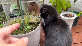 今シーズン初カエルに雨を忘れて追いかける猫　ラガマフィン　Cat gets excited about frog that appeared for the first time this year