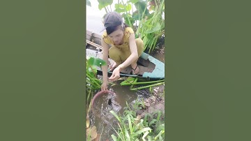 Cắm câu cá lóc mùa nước nổi #xuhuong #automobile #xuhong #xuhuongyoutube #funny #321shorts #farming