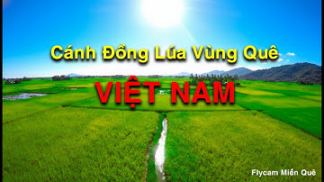 Cánh Đồng Lúa Vùng Quê Việt Nam 4K | Vietnam Rice Fields in 4K – Peaceful Countryside