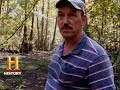 Cypress Trees and Their Characteristics