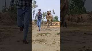 🦕dinosaur boy ko khane ke liye bhag raha tha | scary dinosaur Chase #dinosaurvideo #dinosaur attack
