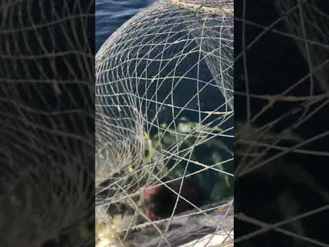 صيد الرمس دوابي ٣