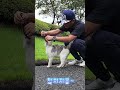 파인스톤CC 각선미 좋은 골냥이