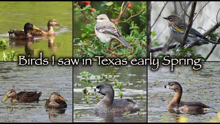 Birds I saw in Texas early Spring