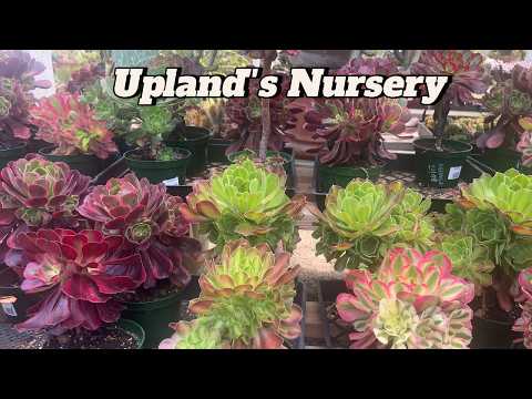 Upland's Nursery - Desert Garden