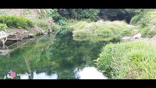 pemandangan air sungai yang jernih⁉️suasana pedesaan.