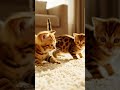#funniestvideo #panda #cat #funny #bestvural #cute #eyecatchy #kitten #viral