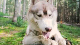 top quality husky outdoor timepass 😏😏|husky 🔥|#husky by life With Puppy's (Anushtup) 4 views 2 weeks ago 22 seconds
