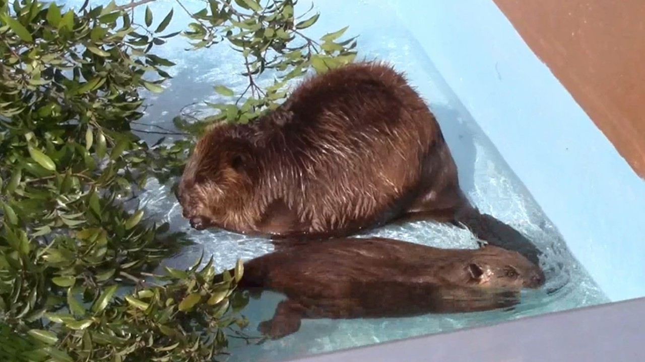 アメリカビーバーの子供たち（東武動物公園） American Beaver Babies