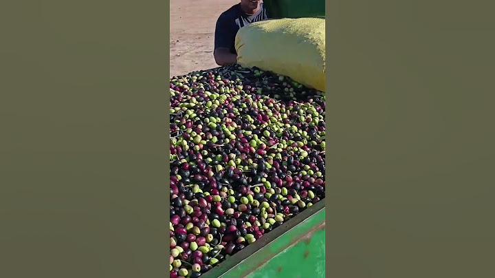 اليوم من سوق الزيتون 🫒 لوناسدة بإقليم قلعة السراغنة ✔️ 18/11/2023 مع الاثمنة 🫒🫒
