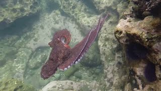 Octopus eats a sea urchin in a tide pool