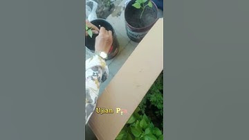 Ujian Praktek Kelas 9 Mapel Prakarya #profilpelajarpancasila #ujianpraktek #prakarya #smpn1kapongan