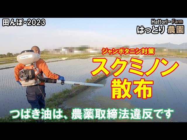 Second jumbo snail control, spraying of Sukmion in rice fields