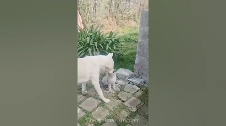 Watch the video about Cute pets and dogs videos 🐕 | Funniest cats and dogs fails | #hilariousfails #cat #dogs #viral