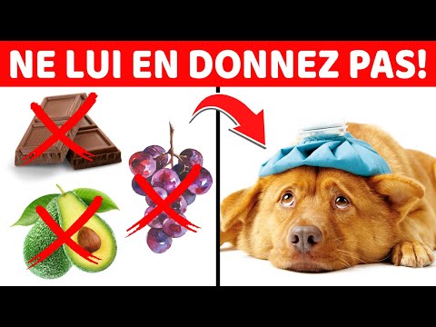 Vidéo: 10 aliments que vous pouvez partager avec votre chien