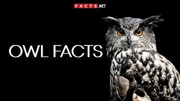 Mysterious OWL FACTS You Can