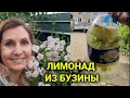 Неугомонные критики | лимонад из бузины| не полезный ужин