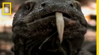cocktail video