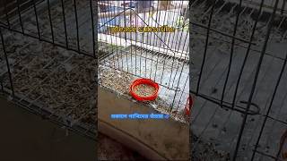 পাখিদের খাচায় এটা কি দেখলাম বন্ধুরা?‎⁨@Funlybird⁩  #unfrezzmyaccount #growmyaccount #birds