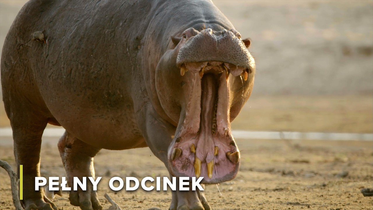 Krew, pot i przetrwanie: walka o wodę i pożywienie w Zambii | Opowieści Z Zambii 102