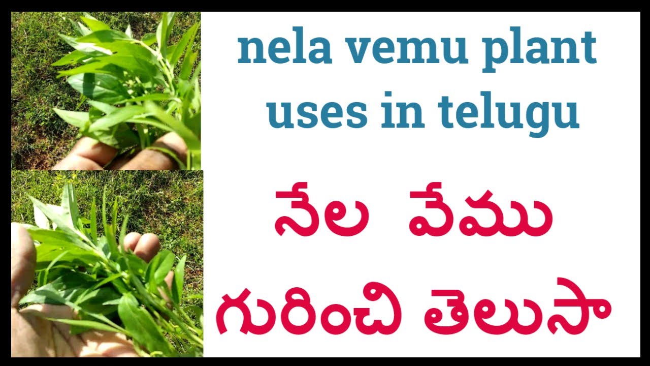 Do you know about nela vemu nela vemu plant uses in telugu kala megh  Great bitter uses